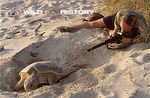 Simon King filming a flatback turtle laying eggs on a beach for The Blue Planet