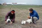 Des and Jen Bartlett setting up radio-controlled cameras under decoy snow geese