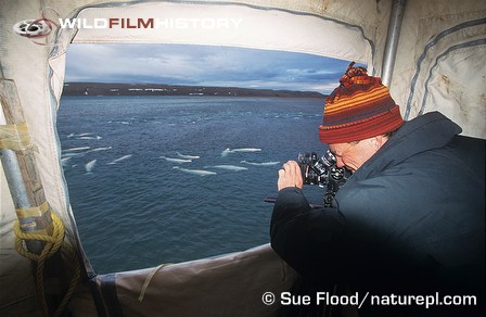 Doug Allan filming beluga whales from a scaffold tower for Blue Planet