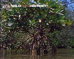 Plant adaptations to mangrove life