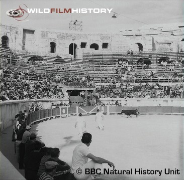 Bull ring featured in A Bull Called Marius