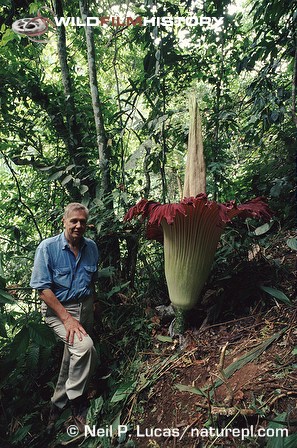 David Attenborough in rainforest with a titan arum inflorescence for The Private Life of Plants