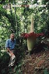 David Attenborough in rainforest with a titan arum inflorescence for The Private Life of Plants