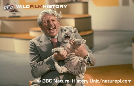 Johnny Morris with a white tiger cub in the studio for Animal Magic