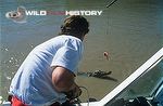 Richard Kirby baiting a saltwater crocodile for The Wildlife Specials: Crocodile