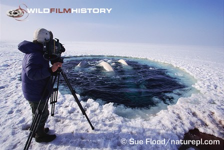 Doug Allan filming beluga whales that are surfacing to breathe at an ice hole, for The Blue Planet