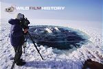 Doug Allan filming beluga whales that are surfacing to breathe at an ice hole, for The Blue Planet