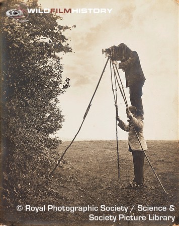 Cherry Kearton standing on Richard Kearton's shoulders to photograph nest high in hedge