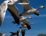 The epic journey of the snow geese is a landmark in the natural cycle of North America