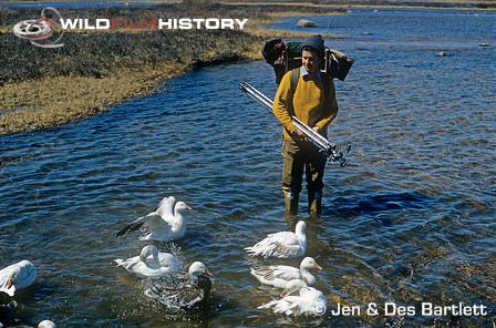 Jen Bartlett watching imprinted snow and blue geese bathing