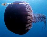 A squadron of pelagic jellyfish