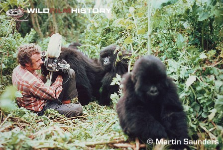 Martin Saunders filming gorillas for Life on Earth