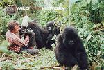 Martin Saunders filming gorillas for Life on Earth