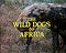 The Wild Dogs of Africa