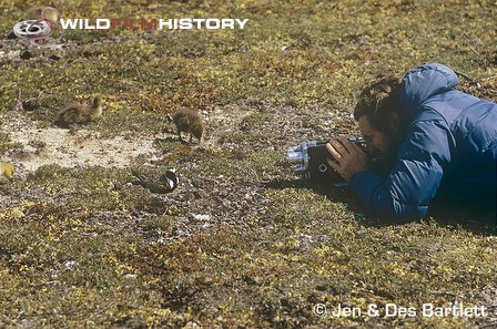 Des Bartlett filming a golden plover on its nest