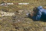 Des Bartlett filming a golden plover on its nest