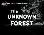 The Unknown Forest: Summer in the New Forest