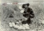 Osa Johnson with ostrich eggs