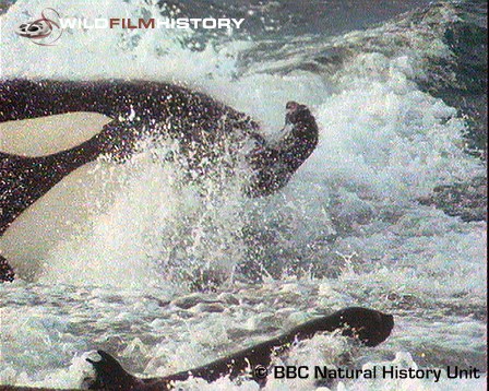 Famous killer whale hunting sequence