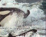 Famous killer whale hunting sequence