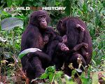 Pygmy Chimpanzee: The Last Great Ape: Importance of a mother