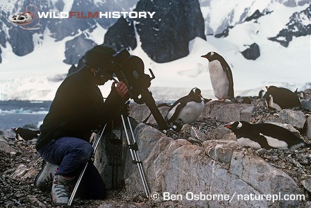 Ian McCarthy filming gentoo penguins using a periscope lens for Life in the Freezer