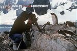 Ian McCarthy filming gentoo penguins using a periscope lens for Life in the Freezer