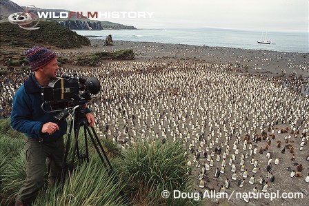 Doug Allan filming king penguin rookery for Life in the Freezer