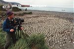 Doug Allan filming king penguin rookery for Life in the Freezer