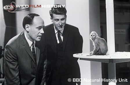 Desmond Morris and Dr Jan van Hooff with a macaque on the set of Life