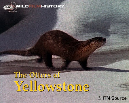 Yellowstone - a wilderness wonderland and its charming inhabitants