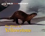 Yellowstone - a wilderness wonderland and its charming inhabitants