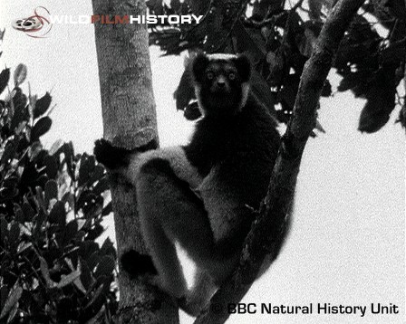 First sight of the indri