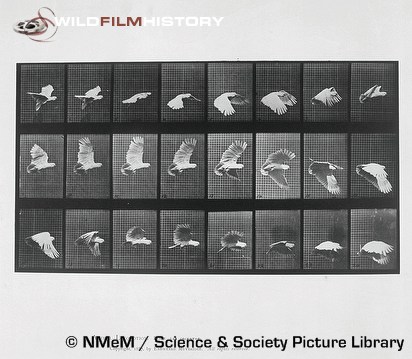 Plate 758 from Eadweard Muybridge's 'Animal Locomotion' (1887) depicting a cockatoo flying