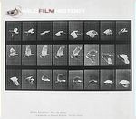 Plate 758 from Eadweard Muybridge's 'Animal Locomotion' (1887) depicting a cockatoo flying