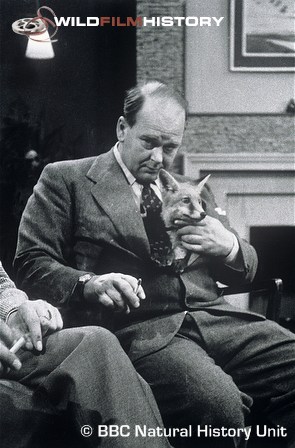 Peter Scott with a fox cub on the set of Look