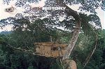 Filming platform used for Korup - An African Rainforest