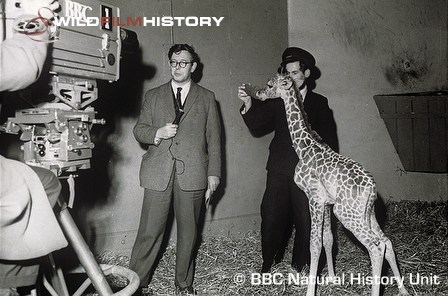 James Fisher presenting News from the Zoos next to a young giraffe born at Bristol Zoo