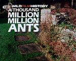 The undercover life of ants