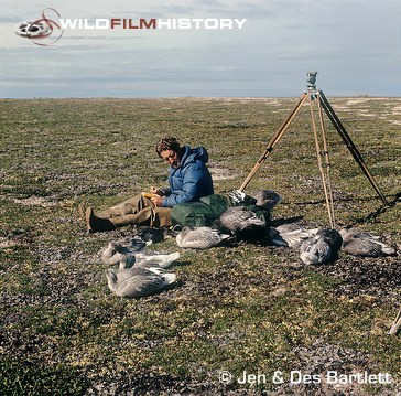 Des Bartlett on tundra writing on film box, imprinted blue and snow geese resting beside him