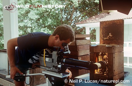 Gavin Thurston filming bees for The Trials of Life in Panama