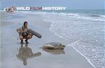 Ben Osborne recording the sound of a flatback turtle returning to sea for The Blue Planet